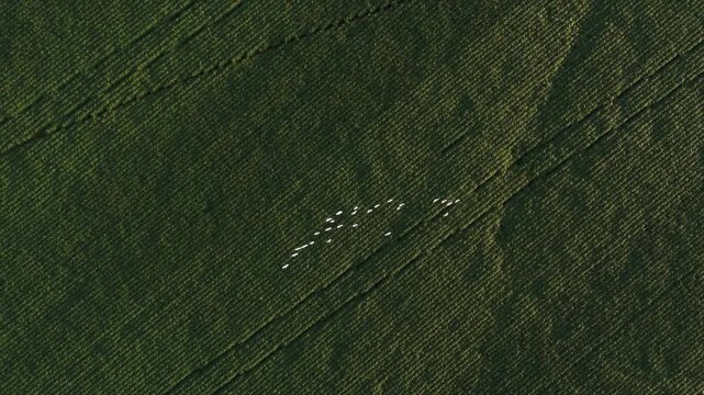 High-angle drone shot capturing a flock of white birds migrating over vast green farmland fields, showcasing the beautiful patterns of agricultural crops and nature from above