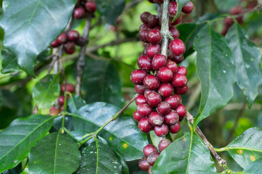 Fresh organic red raw and ripe coffee cherry beans on tree.