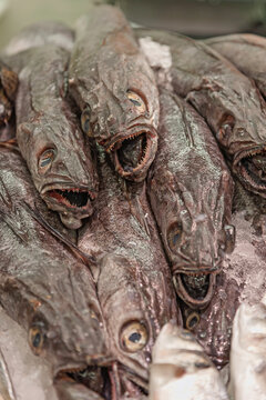 Fischverkauf von frischen Seehecht (Merluccius), Mallorca