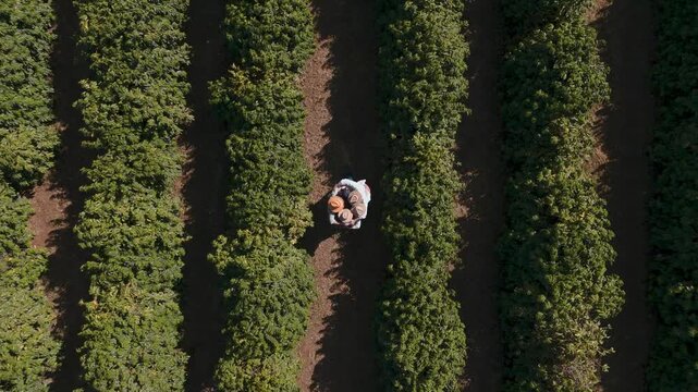 Aerial top-down view of a farmer walking through perfectly aligned green rows of a large agricultural plantation during a sunny day, showcasing modern farming and crop cultivation