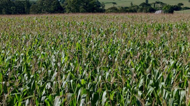 A wide panoramic view of a lush green cornfield stretching towards the horizon under a bright sky, showcasing healthy maize crops in a rural agricultural landscape during the growing season