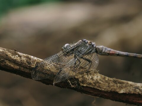 A dragonfly rests on a textured brown branch, showcasing its clear, intricately veined wings and segmented body against a soft, naturally blurred background