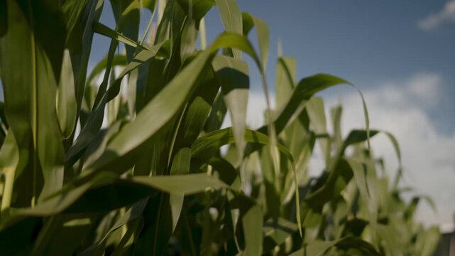 Lush green corn stalks grow tall in a fertile agricultural field under a bright blue sky with soft white clouds, showcasing healthy crop development and sustainable farming practices