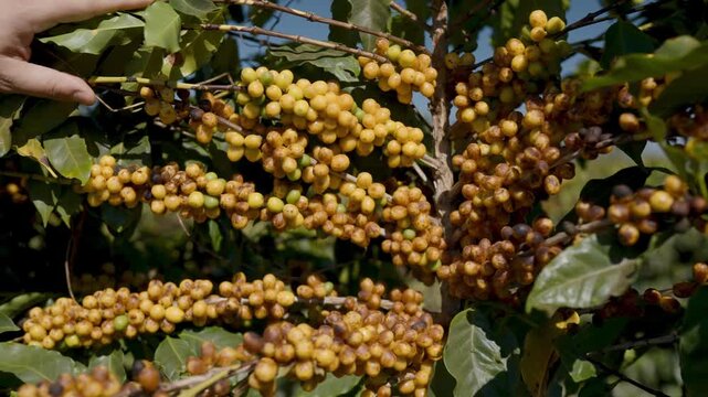 Close-up of a farmer's hand inspecting ripe yellow coffee berries growing on a lush green branch at a tropical plantation during the harvest season under bright natural sunlight