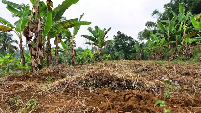 A freshly tilled agricultural plot showing brown clods of soil mixed with dried cut grass and weeds, bordered by groves of vibrant green banana trees under a bright, overcast sky
