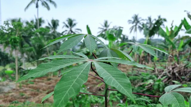 A close-up of a young cassava plant showcasing its distinct green palmate leaves with radial lobes, set against a blurry tropical background of coconut palms and agricultural vegetation