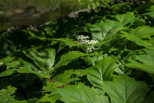 Small white flowers of Rodgersia in the forest shade.