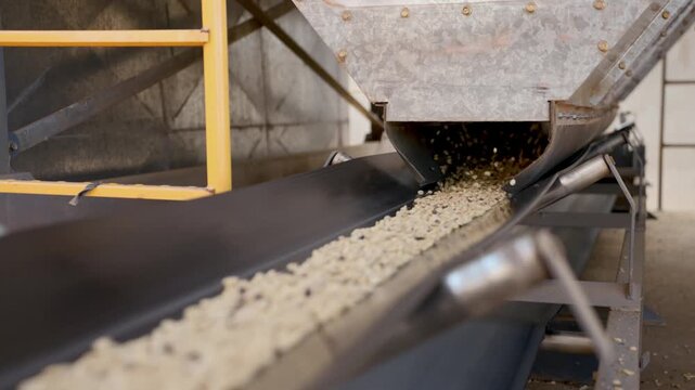 Industrial conveyor belt transporting raw coffee beans in a processing plant. The mechanical system moves agricultural products through a mill for sorting and drying under natural sunlight
