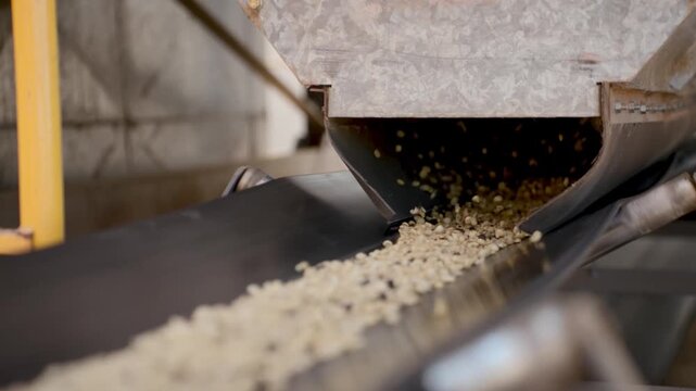 Industrial conveyor belt transporting raw coffee beans in a processing plant. The mechanical system moves agricultural products through a mill for sorting and drying under natural sunlight