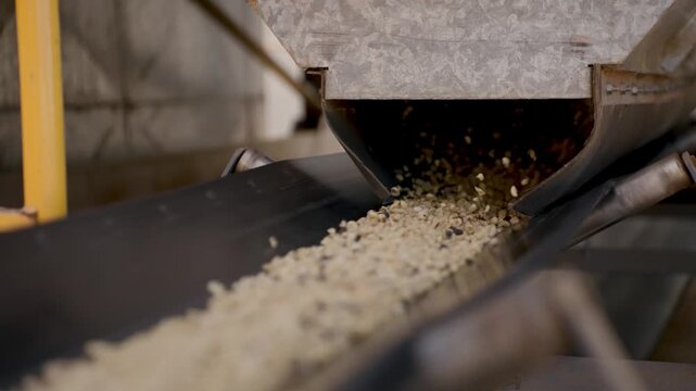 Industrial conveyor belt transporting raw coffee beans in a processing plant. The mechanical system moves agricultural products through a mill for sorting and drying under natural sunlight