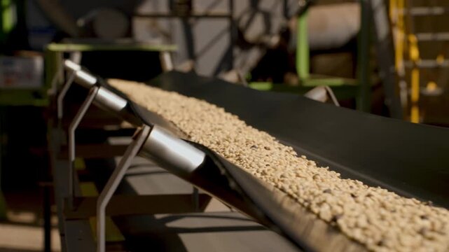 Industrial conveyor belt transporting raw coffee beans in a processing plant. The mechanical system moves agricultural products through a mill for sorting and drying under natural sunlight