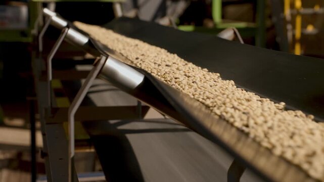 Raw coffee beans moving along an industrial conveyor belt in a processing facility. High-angle view of the production line during the sorting and manufacturing stage of coffee production