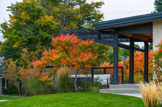 A Tiger's Eye Sumac tree brings beauty to a home's landscaped yard with its colorful bright orange foliage during the Fall or Autumn season.
