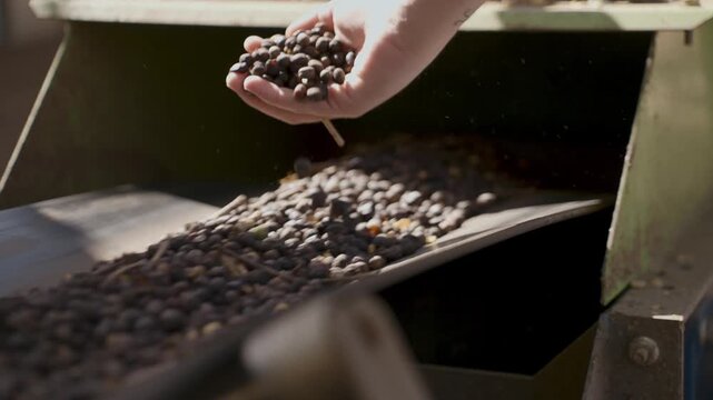 Close-up of a worker's hand inspecting and handling roasted coffee beans on a moving industrial conveyor belt during the sorting and quality control process in a production facility