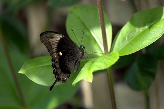 A detailed ventral close-up of a blue-banded swallowtail butterfly resting on a bright green leaf in a lush conservatory.