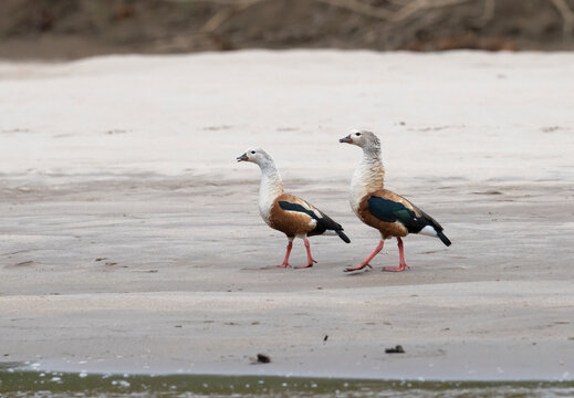 Orinoco Geese (Neochen jubata) strolling along riverbank in Manu National Park, Peru