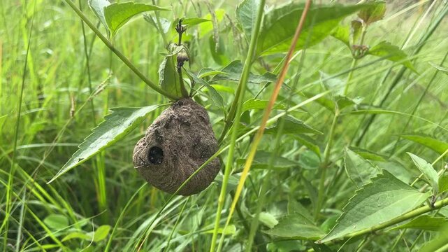 Wasp nest hanging on plant in green grass with copy space