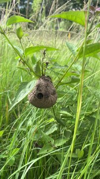 Wild wasp nest hanging on green plant stem in urban park grass
