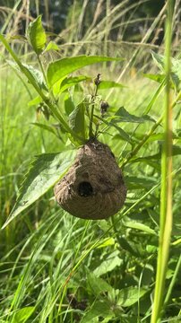 Wasp nest hanging on plant in green field