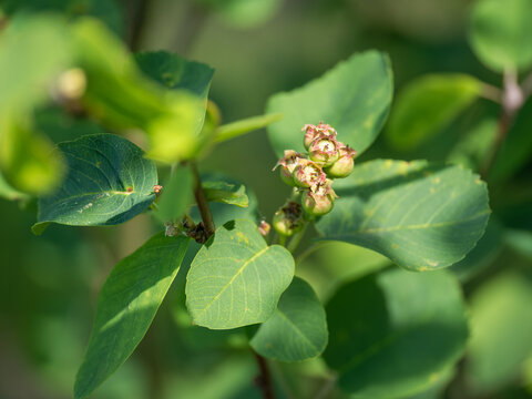 Detail of green serviceberry fruits on a twig with green leaves.