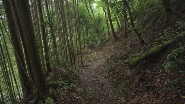 65th Stone Marker on the Koyasan Choishimichi Pilgrimage Trail, Koya Town, Wakayama, Japan　高野参詣道 町石道「65町石」和歌山県高野町