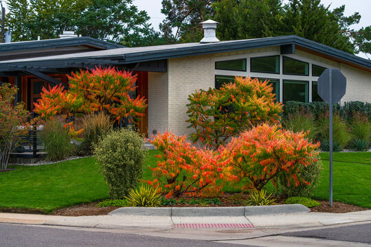 A street view of a home has nice curb appeal with colorful Tiger's Eye Sumac trees and shrubs lining the front yard during the Fall or Autumn season.