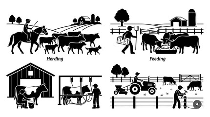Obraz premium Livestock farming activities showing cattle herding feeding and milking