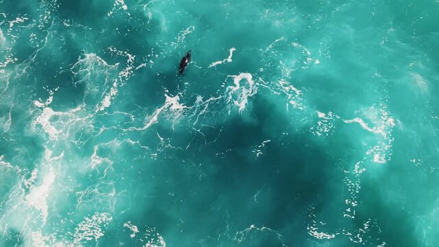 Aerial view of a seal swimming in turquoise ocean water with white sea foam in Cornwall, England, United Kingdom.