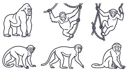 Monkeys and apes line icons set with various species and poses like swinging and sitting. © KALPANA AKTER