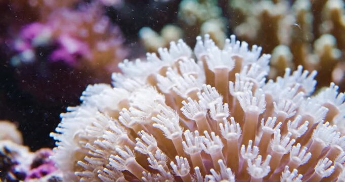 Macro close up of white soft coral polyps pulsating in a salt water aquarium reef tank