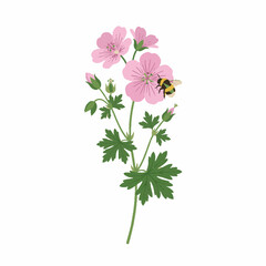 Fototapeta premium Botanical illustration of a bumblebee pollinating pink geranium flowers with green leaves.