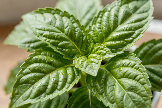 Hyperrealistic Close-up of Fresh Basil Leaves with Prominent Veins and Natural Sheen