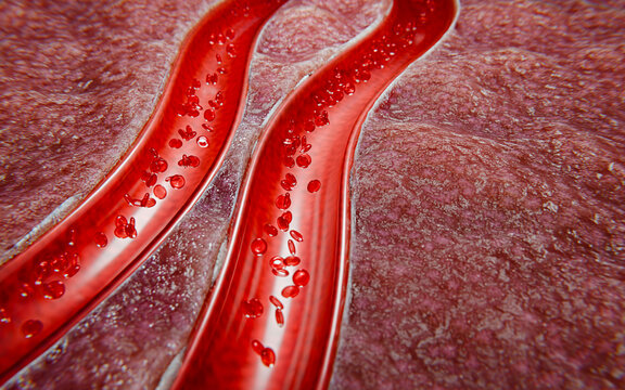 Dynamic flow of red blood cells through artery wall, showing internal human body function for medical reference, educational tools, and biological visuals, 3D Rendering