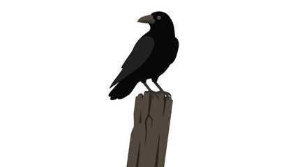 Fototapeta premium A solitary black crow perched on a weathered wooden post against a white background