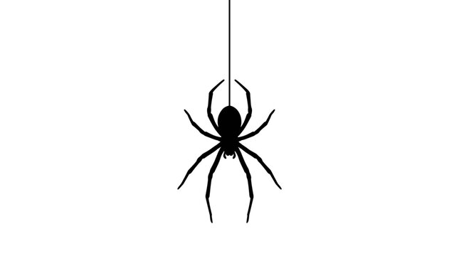 Silhouette of a spider hanging from a thread on a white background