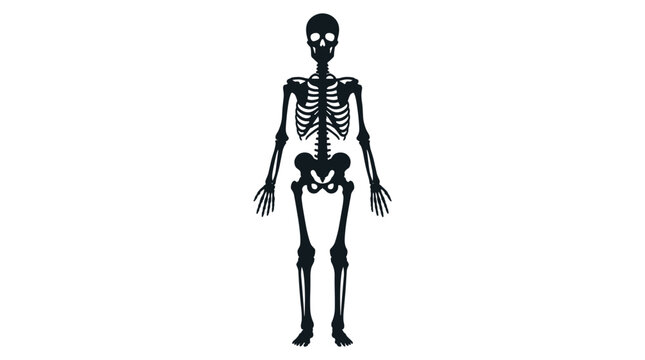 Human Skeleton Anatomy Full Body Black Silhouette Isolated On White Background