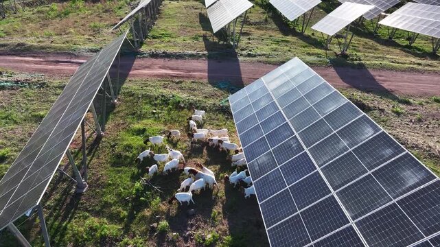 White sheep grazing between rows of solar photovoltaic panels in a rural field