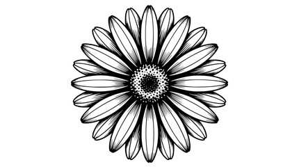 Fototapeta premium Black and white vector daisy flower illustration with detailed petals
