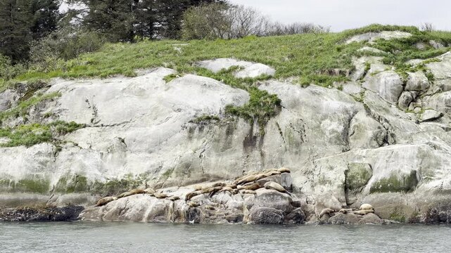 Sea lions rest packed on a waterline shelf below a pale bluff