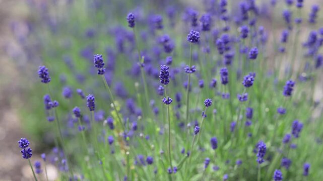 美しくボケた背景からラベンダーの花に近づいていくクローズアップ（オーガニック・アロマ）