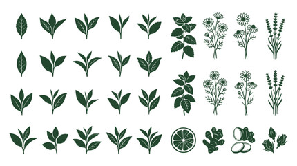 Fototapeta premium Elegant botanical illustrations featuring fresh tea leaves, aromatic herbs, and natural spices, a versatile collection for organic wellness and beverage designs