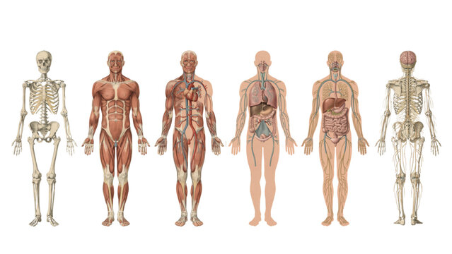 Illustration of human skeleton and muscle anatomy comparison standing side by side Vector