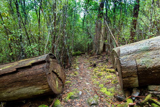 Cool Temperate Rainforest in Wellington Park - Hobart - Australia