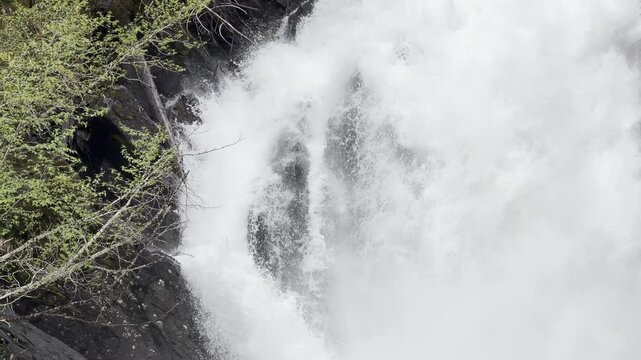Tender green leaves dangle beside a chute crashing down dark rock