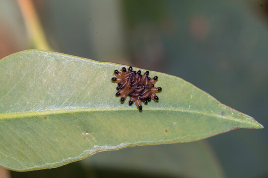 Sawfly Larvae Clustered On Eucalyptus Leaf