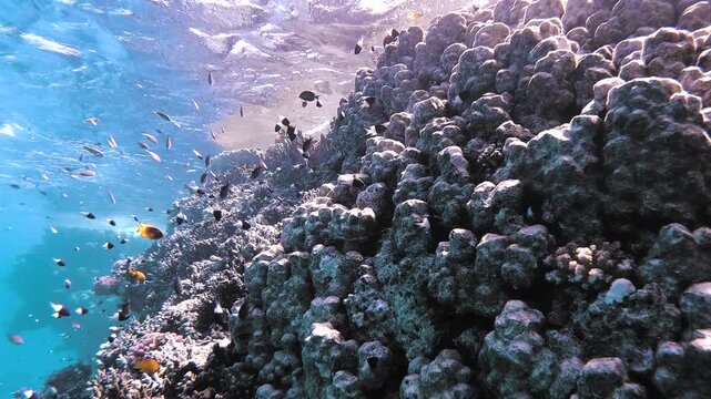Slow motion video of a vibrant coral reef surrounded by hundreds of tropical reef fish in crystal clear water in the Red Sea, Egypt.