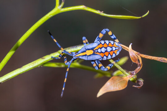 Colourful Coreid Bug Nymph On Plant Stem