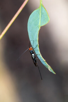 Braconid Wasp Sheltering Beneath Curled Leaf