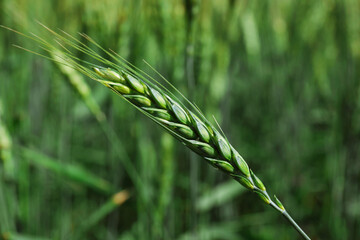 Obraz premium Wheat spikes growing in field outdoors, closeup