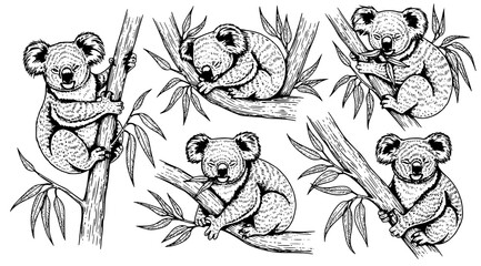 Collection of hand drawn koalas climbing and resting on eucalyptus tree branches © Kapilbiswas